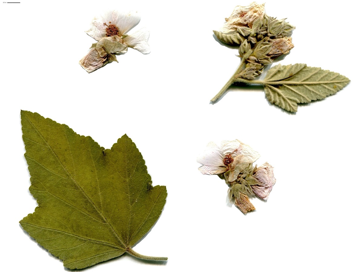 Althaea officinalis (Malvaceae)